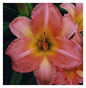 HEMEROCALLIS x 'Chicago Petticoats'